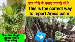 How to multiply Areca Palm | correct way to report Areca palm | एरिका के पौधे की देखभाल कैसे करें