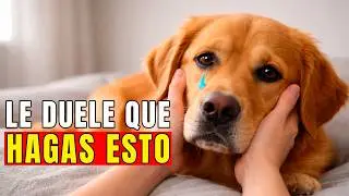 A dog NEVER forgives THIS (even if you think it doesn't hurt him)