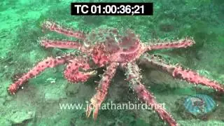 Crabs underwater stock video footage