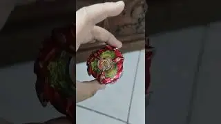 Where battling phoenix wing  🐦&zwj;🔥 vs black dran sword 🦖
