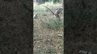 hanuman#jaishreeram#jai #monkey jumping on 🌲🌴#bajrangbali #youtubeshort #animal #jumping