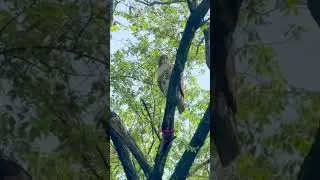 Bird teasing hawk in Central Park NYC
