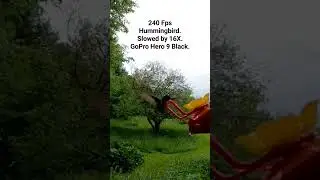 Friendly Hummingbird captured @ 240fps. Slowed down by 16x. GoPro Hero 9, Black. Enjoy!
