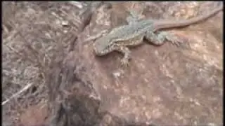 Antelope Island Bio Blitz