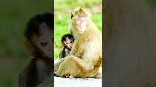 Mother Monkey Loves Her Baby - The Most Touching Moment! #MotherMonkeyLovesHerBaby