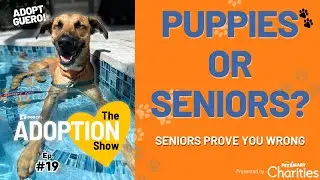 Think Puppies Are Easier? Senior Dogs Prove You Wrong | The Adoption Show Ep. 19