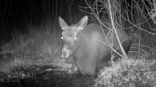 Calf Moose Sploshing Knee Deep In Spring October 2024