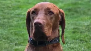 Crazy Vizsla