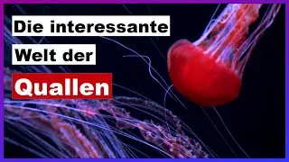 Die interessante Welt der Quallen