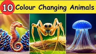 10 Colour Changing Animals in English | Animals That Changes Color | Rang Badalne Wale Janwar |