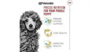 Обзор сухого корма для собак Royal Canin Poodle Puppy: стоит ли он своей цены для вашего щенка?