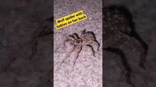 Wolf Spider with Babies on Her Back