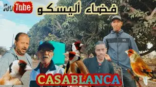 فضاء أليسكو ليوم الاربعاء 04دجنبر2024 أثمنة الطيور المغردة وخاصة المقنين والهجين 👌👍♥️