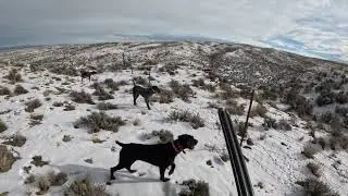 Thunderstick Outdoors Part 5 2024 2025 Hunting Season, German Wirehaired Pointer, Chuckar, Huns