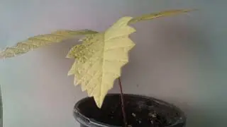 Bur Oak Seedling - (2023-02-04)