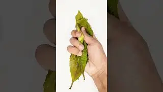 Ceylon olive Leaf ASMR 😍 #leavesasmr #sleepingasmr #relaxing #asmrvideos #asmrtriggers #satisfying