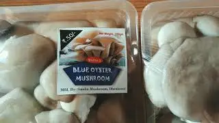 Blue oyster mushroom on packing