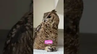 Relaxing🦉#owl #animals #familia #family #pets #猫头鹰 #올빼미 #b&uacute;ho #hibou #сова #フクロウ #ふくろう #猛禽類 #relax