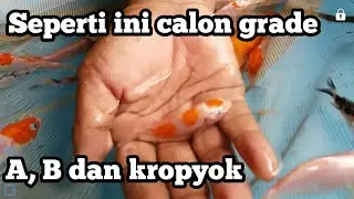 Cara grade/seleksi ikan koi kohaku sanke doitsu di Blitar