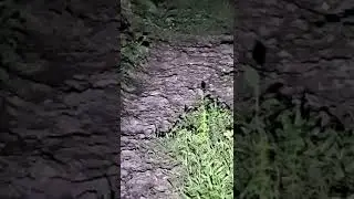 Nightjar sound