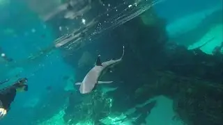 Swimming with Sharks at Sea World Australia
