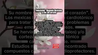 Yollox&oacute;chitl &ndash; Magnolia Mexicana/La flor del coraz&oacute;n|Conocimiento Breve #Herbolaria #datoscuriosos