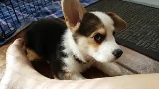 CORGI PUPPIES' FIRST DAY AT HOME | Hiro the Corgi