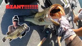 Summertime topwater bass fishing!!! (Giant Bass on the frog!!!!!)