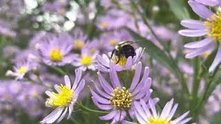 Tatarian Aster Plant Profile
