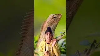 AMAZING FACTS ABOUT Lizard #shorts