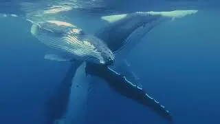 Ultimate Whale Watching Adventure: Up Close with Ocean Giants!
