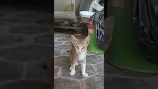 My Tiny Beautiful Cats showing his loyalty
