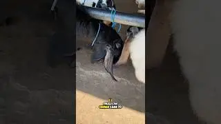 Look at to these male goats behavior 🫣 #goat #goatvideos #goatsound