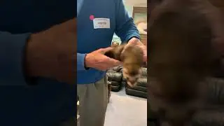 How to hold a ferret so it can&rsquo;t bite you