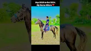 Horse Hero || Nezabazi in Pakistan || Khan horse man ship club || Horse lover