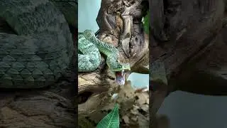 Ralph&rsquo;s Bush Viper FANG Foldage