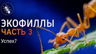 ЭКОФИЛЫ - УСПЕХ ИЛИ НЕТ? OECOPHYLLA SMARAGDINA ЧАСТЬ 3
