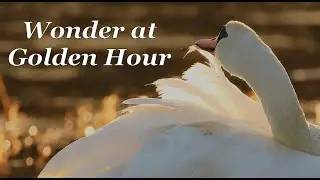 Wonder at Golden Hour - Wildlife Photography Vlog / British Nature