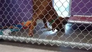 Rio 1y Pet Id 946669 kennel 5 HSSAZ shelter 967