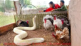 72 Hours of Survival: Trapping a Giant White Python in the Chicken Coop &ndash; Harvesting Fish for Sale