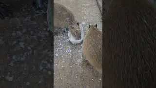 Where to Buy a Capybara as a Pet? How to get Capybaras?