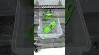 A Vision Ultra Rodent Breeding Rack With All The Accessories! #shorts #rodent #mouse