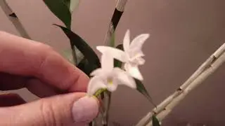 Meraviglie olfattive segrete - scopri la magica orchidea Dendrobium delicatum