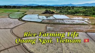 A Quiet Day in Vietnamese Countryside | Rice Farming Life in Quang Ngai