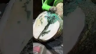 cow's hoof turns BLUE!!!!  #hoof #cow #animals #hoofpicking #satisfying #weird