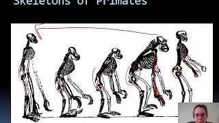 Human change over time
