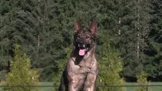 Grace, Power, and Loyalty in One! Kraftwork K9 Pro German Shepherds