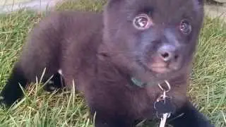 Mr. Bear is a Sleepy Schipperke Puppy!