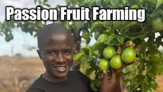 Passion Fruit farming