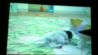 JodieDreams: Nintendogs + cats